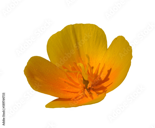 orange California poppy, golden poppy, California sunlight, cup of gold (eschscholzia) flower isolated photo