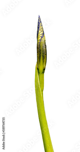 flower bud of a blue flag flower with a stem white background
