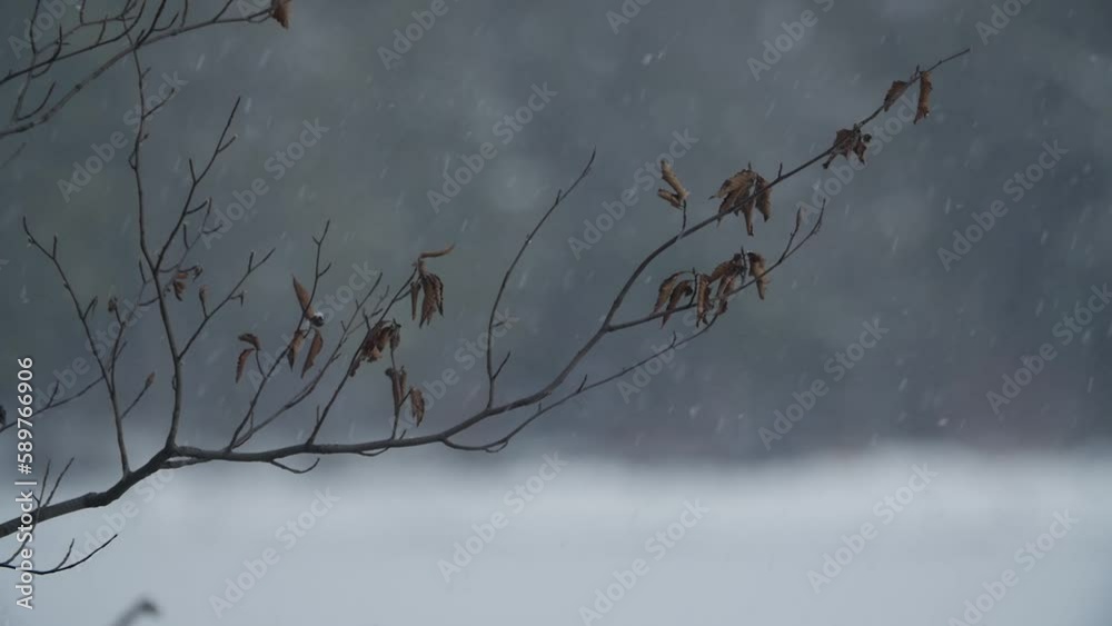 Beech branch in light snowfall