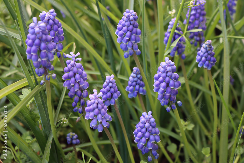 Blue Muscari flowers in the meadow. Muscari armeniacum also called Grape Hyacinths on a sunny day Blue Muscari flowers in the meadow. Muscari armeniacum also called Grape Hyacinths on a sunny day