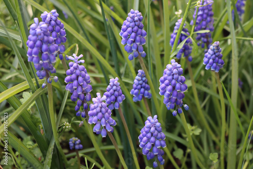 Blue Muscari flowers in the meadow. Muscari armeniacum also called Grape Hyacinths on a sunny day