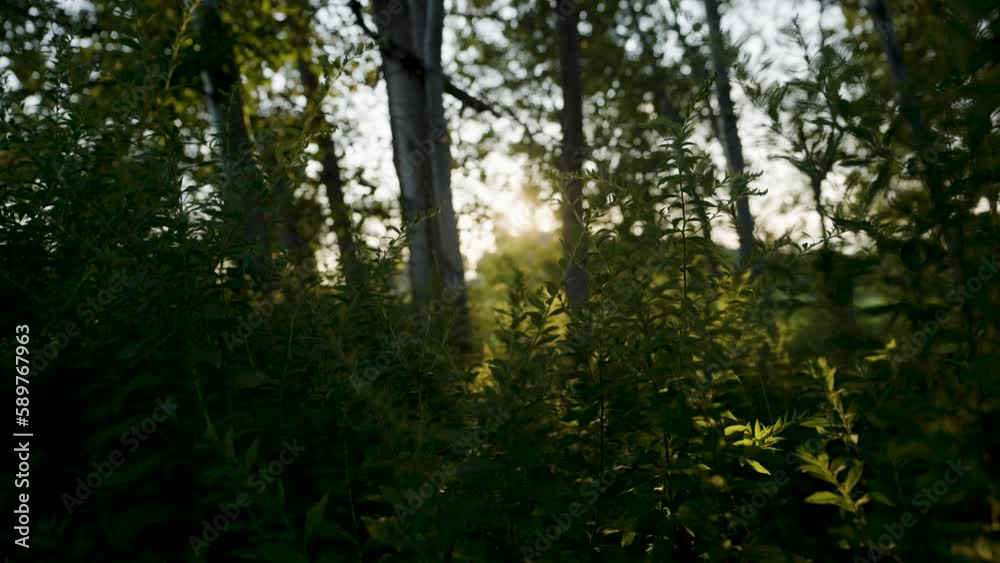 Camera move through summer weeds at sunset - 2 Camera move through summer weeds at sunset - 2