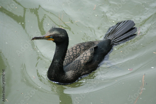 Double-crested Cormorant
