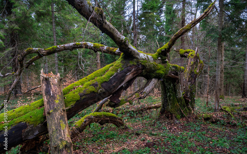 stump in the forest, moss on tree