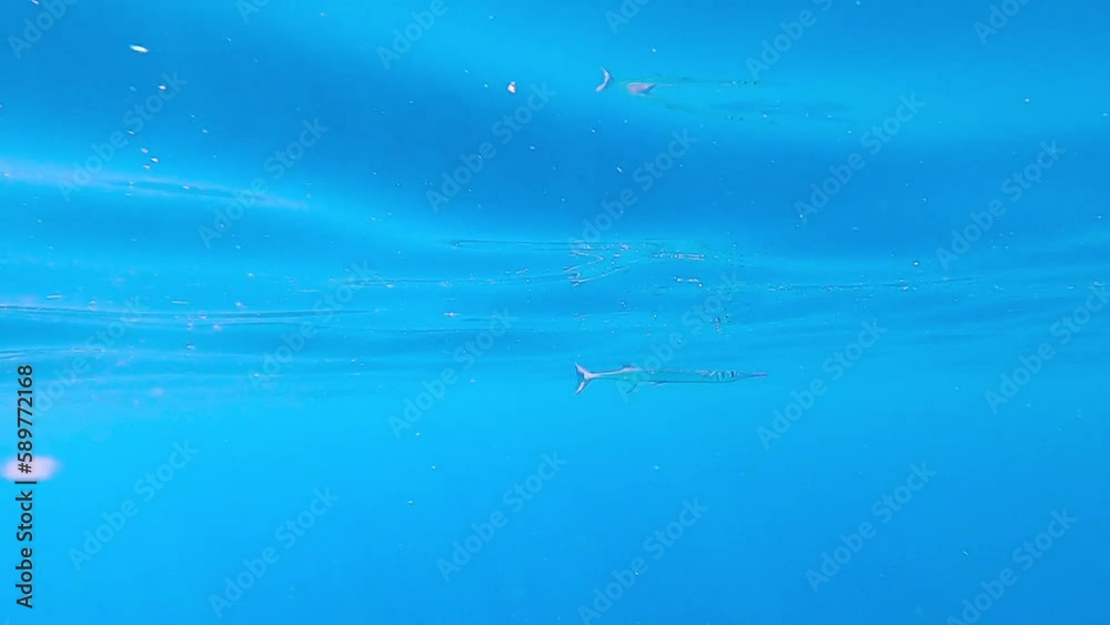 Needle fish swimming on the surface in blue water of the pacific . Also called sea needle, garfish, Houndfish or crocodile Tylosurus crocodilus -Belone belone Needle fish swimming on the surface in blue water of the pacific . Also called sea needle, garfish, Houndfish or crocodile Tylosurus crocodilus -Belone belone