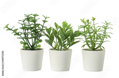 Artificial plants on white background © Pixel-Shot