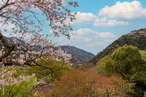 里山に咲く桜