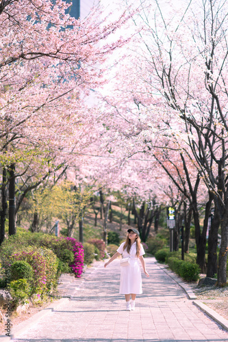 Canvas Print Asian lady travel in cherry blossom park in Seoul city, South Korea with Sakura flower background