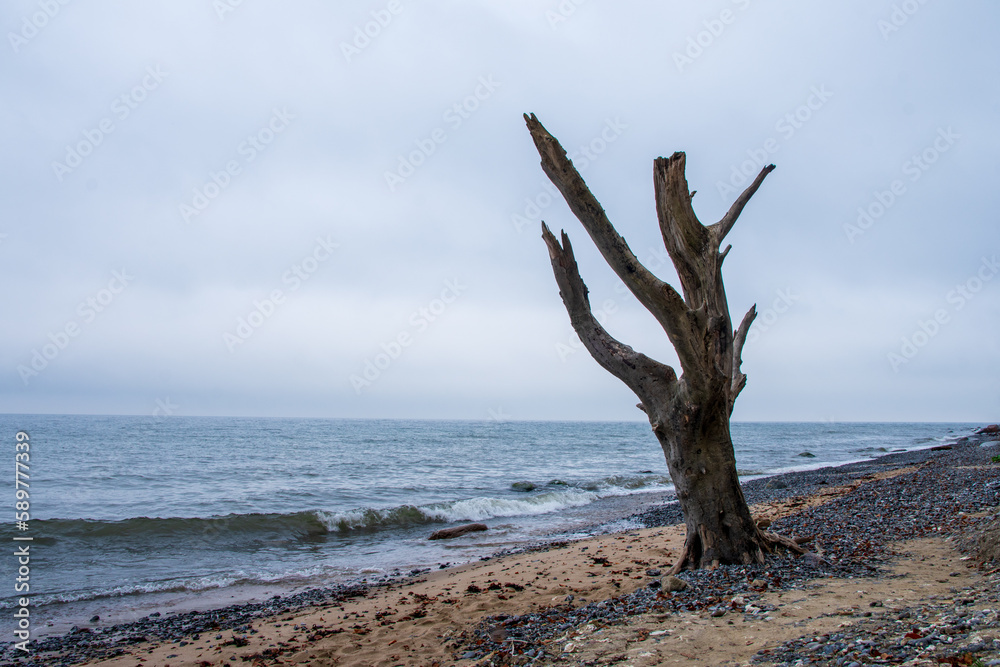 a single dead tree standing at a sandy
beach of the Baltic Sea with cloudy sky a single dead tree standing at a sandy
beach of the Baltic Sea with cloudy sky