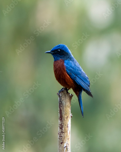 Fotografie Chestnut-bellied rock thrush or Monticola rufiventris observed in Rongtong