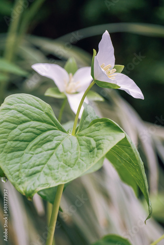 オオバナノエンレイソウ / Trillium camschatcense photo