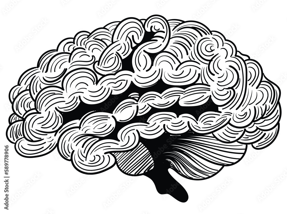 Explore the intricacies of the human brain with this detailed black and white illustration. Perfect for educational materials, medical publications, or as a unique piece of decor for any neuroscience Explore the intricacies of the human brain with this detailed black and white illustration. Perfect for educational materials, medical publications, or as a unique piece of decor for any neuroscience