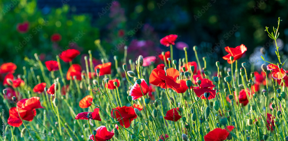 Many red poppy flowers in a garden - floral banner, header Many red poppy flowers in a garden - floral banner, header