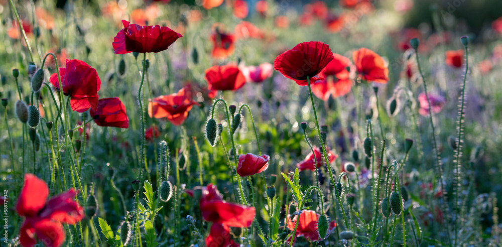 Obraz premium Poppy and lavender- garden background, banner or header with shiny red poppy flowers and lilac lavender