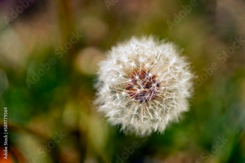 blowball of Taraxacum platycarpum  bloom in April to May in spring  the flower is mainly in Korea  China and Japan 
