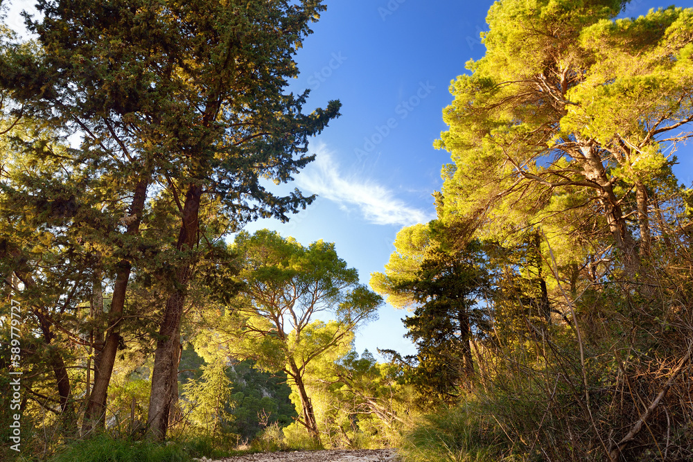 Fototapeta premium Pine forest on the mountains nearby Budva on a summer day.