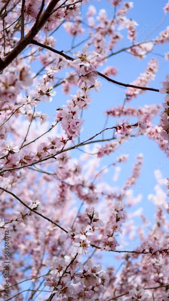 A Mountain Peach blooming in the park in spring A Mountain Peach blooming in the park in spring