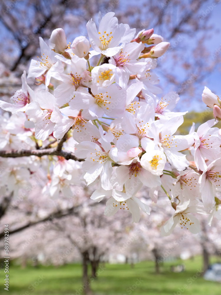 桜が満開となった舎人公園　東京都
