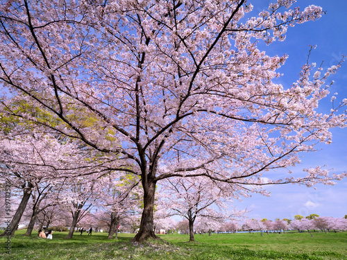舎人公園の満開の桜　東京都