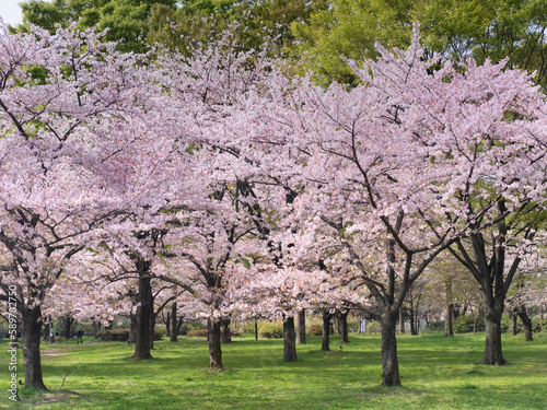 桜が満開となった舎人公園 東京都