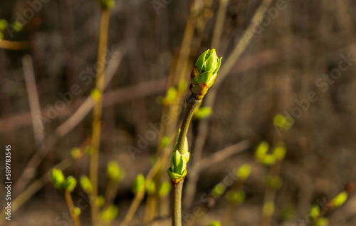 Big green buds on Syringa branches. Young green leaves coming out from thick green buds. Branches with new foliage illuminated by the day sun. Early spring day. Spring is coming. Earth day.
