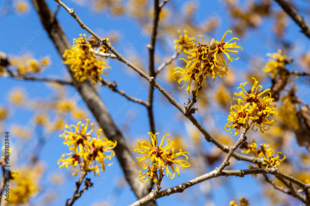 Hamamelis intermedia ’balmstead gold’ flower blooming at the tip of a branch.