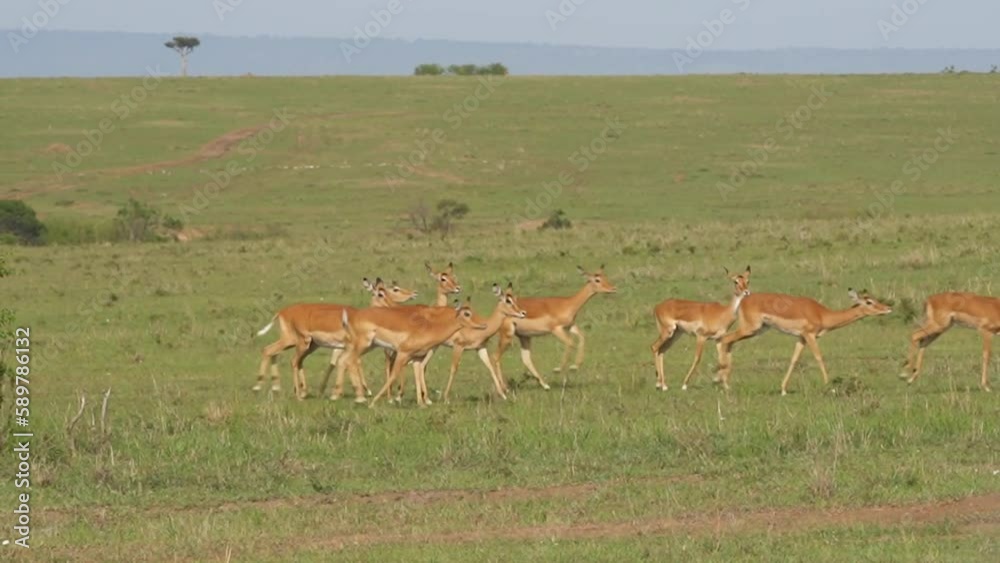 Herd of Gazelles start to run in African bush Herd of Gazelles start to run in African bush