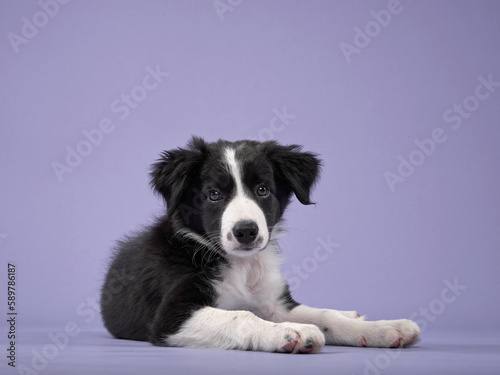 funny puppy on purple background. Border collie dog  © annaav