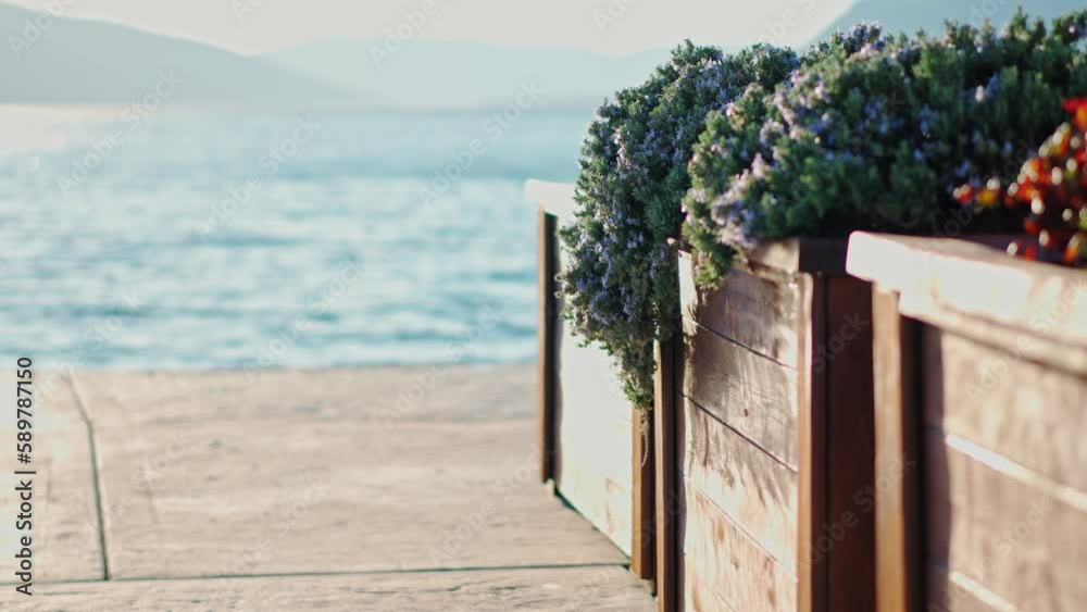 Handheld cinematic footage. Large wooden planter with lavender on the background of the sea.