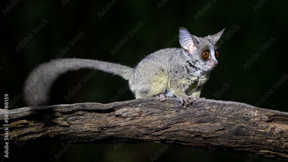 the lesser bushbaby or galago
