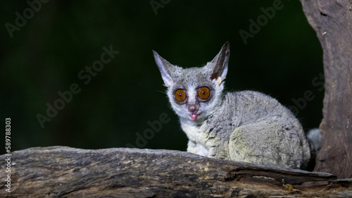 the lesser bushbaby or galago photo