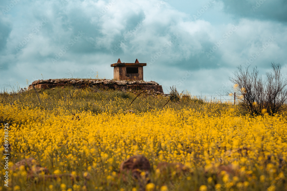 Bunker Among Yellow Mustard Flowers From Israel-Syria War, Golan Heights Israel