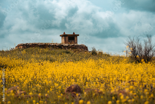 Fotografie Bunker Among Yellow Mustard Flowers From Israel-Syria War, Golan Heights Israel
