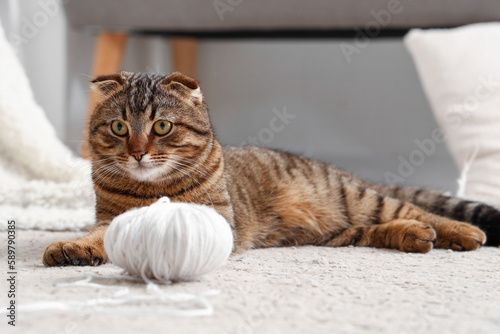 Striped Scottish fold cat lying on carpet at home © Pixel-Shot