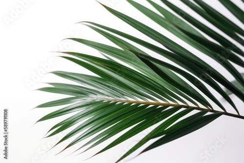 Palm Leaf On White Background. Generative AI