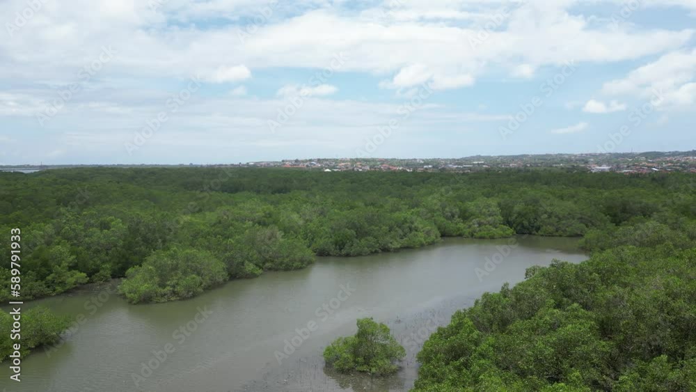 Mangrove forest in Bali Mangrove forest in Bali