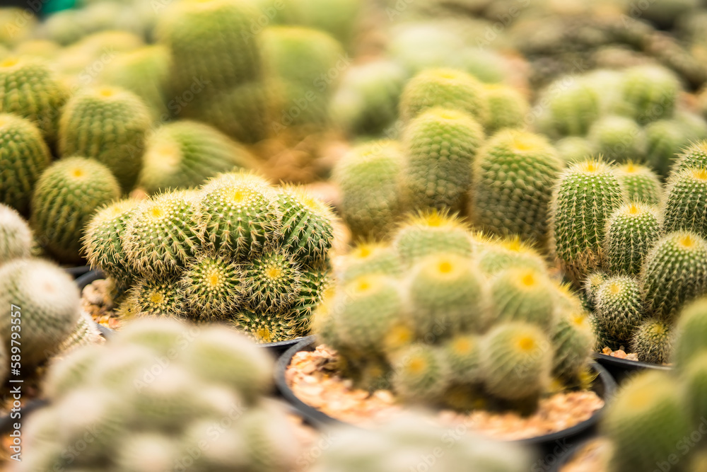 Beautiful cactus in flowerpot with sunlight for background and texture. Beautiful cactus in flowerpot with sunlight for background and texture.