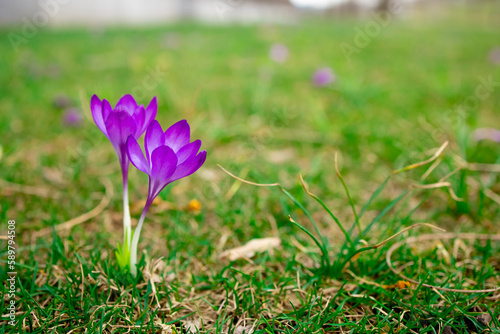 The awakening of nature in spring. A beautiful bright purple flower on a background of green grass. The arrival of warmth and colorful flowering.