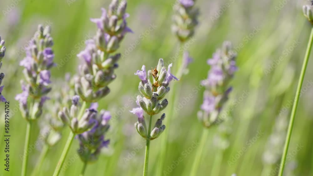 Close-up of several lavender flowers as they blow in the wind Close-up of several lavender flowers as they blow in the wind