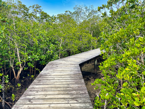 Wooden bridge on the mangrove at port launay, Mahe Seychelles