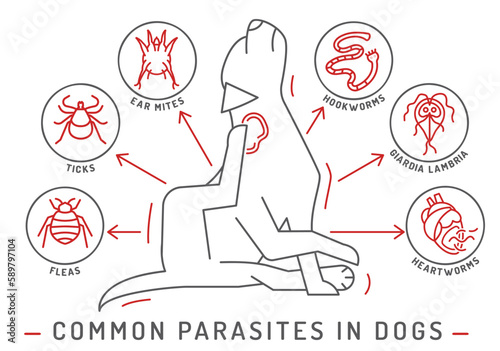 Common external and internal parasites in dogs. photo