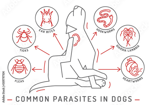 Common external and internal parasites in dogs.