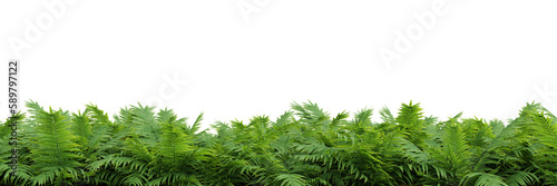 Fern isolated on transparent background.3d rendering PNG Set