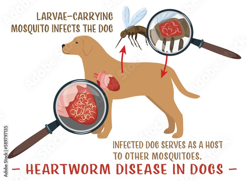 Heartworm disease in dogs. Editable vector illustration.