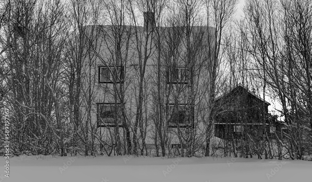 Black and white photo of a beautiful traditional norwegian house a row of dry trees on the snow-covered forecourt - obrazy, fototapety, plakaty 