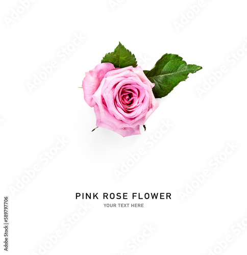 Pink rose flower with leaves isolated on white background.