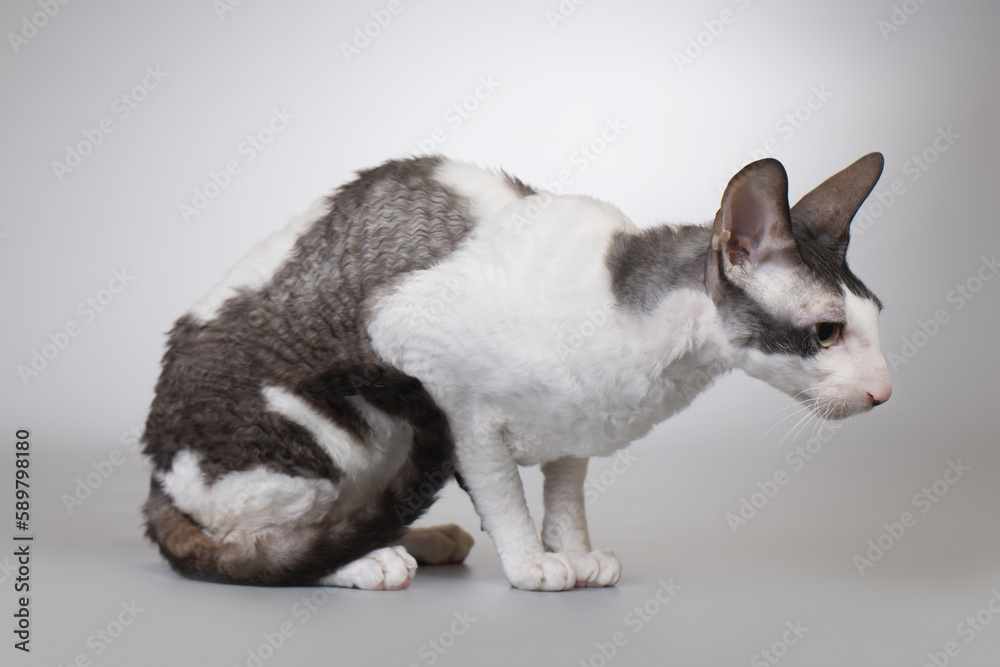 Adult male of cornish rex breed cat posing on background