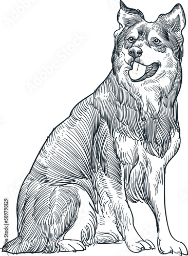 Vintage hand drawn sketch australian shepard dog