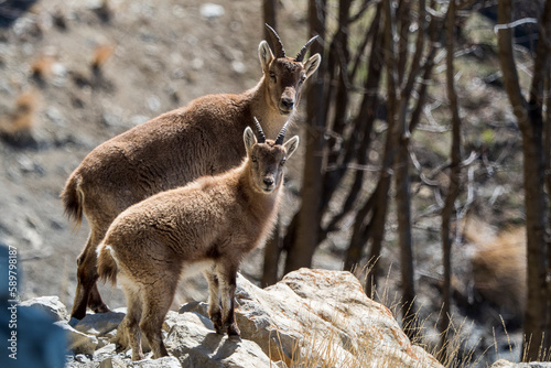 Young Alpine ibex in the South Vercors, France