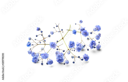 Blue gypsophila flowers on white background